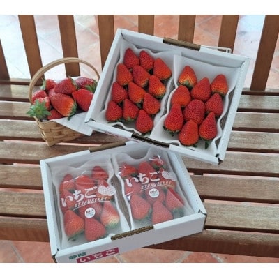 【年内発送】完熟・採れたてイチゴ「紅ほっぺ」大粒1.2kg(300g×4P)