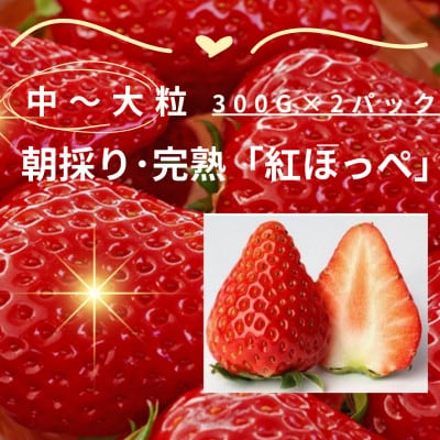 【12月下旬より順次発送】完熟・採れたてイチゴ「紅ほっぺ」中～大粒300g×2パック