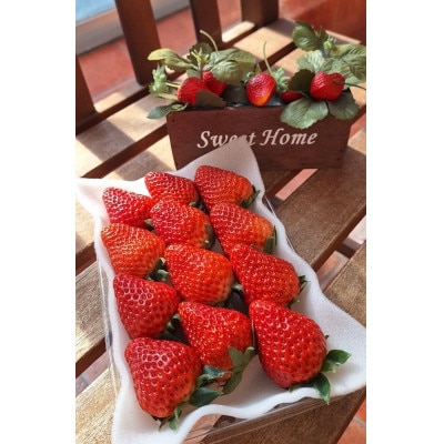 【12月下旬より順次発送】完熟・採れたてイチゴ「紅ほっぺ」中～大粒300g×2パック