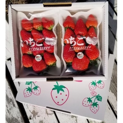 【12月下旬より順次発送】完熟・採れたてイチゴ「紅ほっぺ」中～大粒300g×2パック
