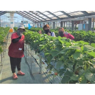 【12月下旬より順次発送】完熟・採れたてイチゴ「紅ほっぺ」中～大粒300g×2パック