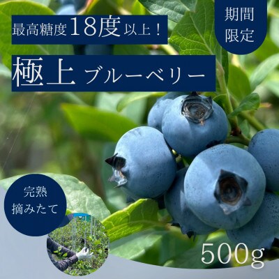 【極上】完熟 生ブルーベリー500g