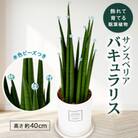 サンスベリア　「バキュラリス」トールサイズ　水色ビーズ