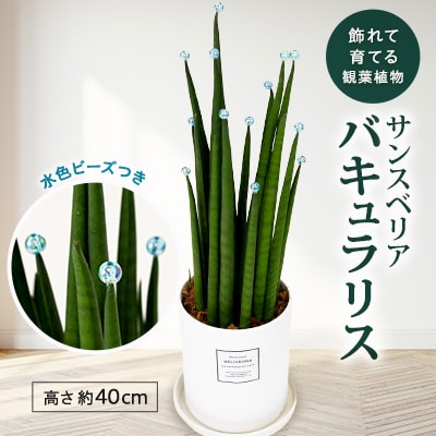 サンスベリア　「バキュラリス」トールサイズ　水色ビーズ