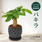 パキラ　パイナップル型の陶器鉢ブラック