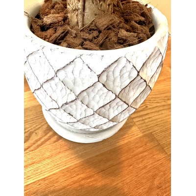 パキラ　パイナップル型の陶器鉢　ホワイト