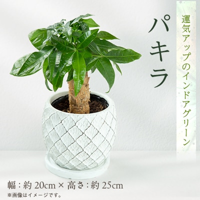 運気アップのインドアグリーン「パキラ」