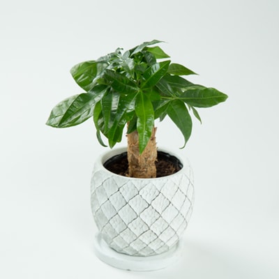 運気アップのインドアグリーン「パキラ」