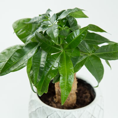 運気アップのインドアグリーン「パキラ」