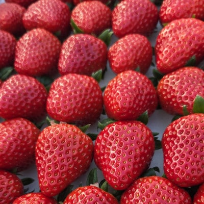 イチゴ(紅ほっぺ)・冷蔵 300g×6パック