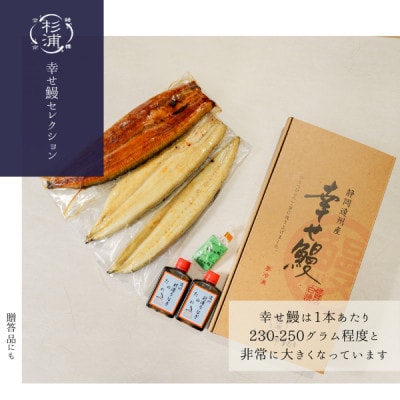 【1本230g以上】遠州杉浦うなぎ 白蒲セット 白焼1本+蒲焼1本(460g-500g)肝白焼+タレ