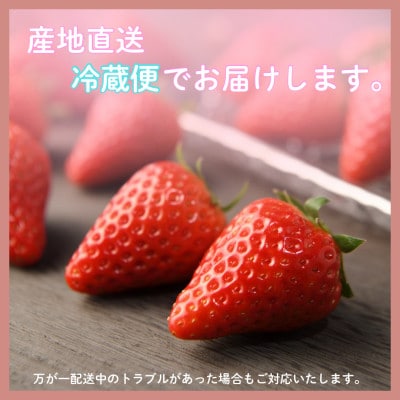【2027年先行受付】静岡県磐田市 いちご きらぴ香 約260g×4パック