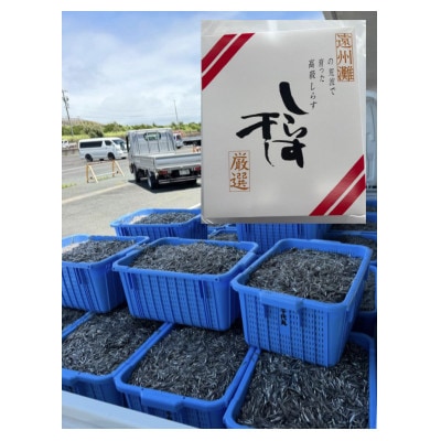 釜揚げしらす 500g 化粧箱入り
