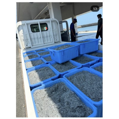 釜揚げしらす 500g 化粧箱入り