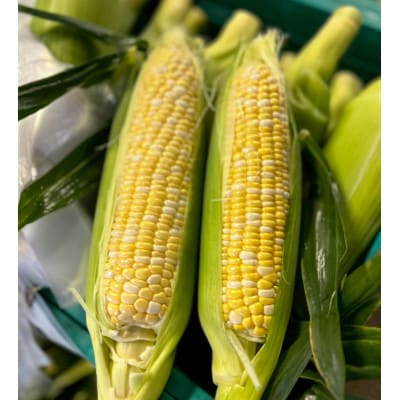 【2026年6月～7月順次発送】とうもろこし 6本 甘々娘(A品) 朝採り スイートコーン