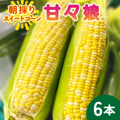 【2026年6月～7月順次発送】とうもろこし 6本 甘々娘(A品) 朝採り スイートコーン