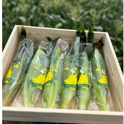 【2026年6月～7月順次発送】とうもろこし 6本 甘々娘(A品) 朝採り スイートコーン