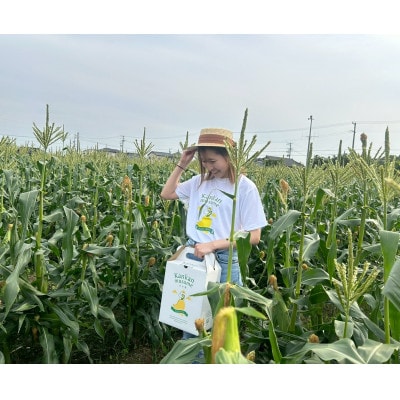 【2026年6月～7月順次発送】とうもろこし 6本 甘々娘(A品) 朝採り スイートコーン