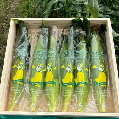 【2026年6月～7月順次発送】とうもろこし 6本 甘々娘(A品) 朝採り スイートコーン