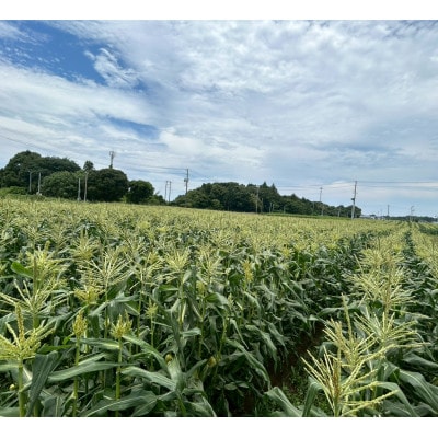 【2026年6月～7月順次発送】とうもろこし 6本 甘々娘(A品) 朝採り スイートコーン