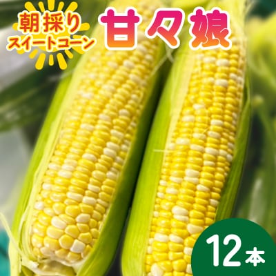 【2026年6月～7月順次発送】とうもろこし 12本 甘々娘(A品) 朝採り スイートコーン