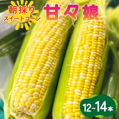 【2026年6月～7月順次発送】とうもろこし 12本～14本 甘々娘(A品) 朝採り スイートコーン