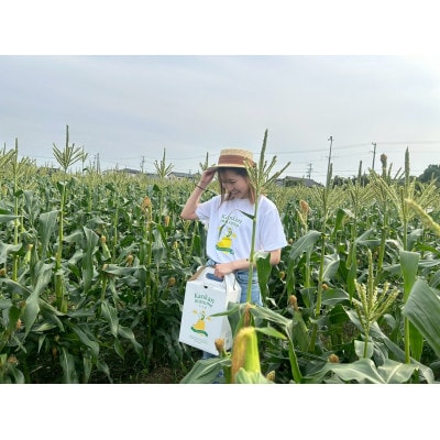 【2026年6月～7月順次発送】とうもろこし 12本 甘々娘(A品) 朝採り スイートコーン