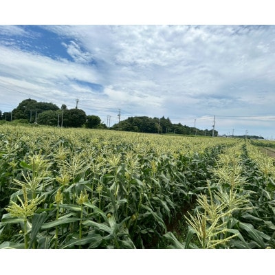 【2026年6月～7月順次発送】とうもろこし 12本 甘々娘(A品) 朝採り スイートコーン