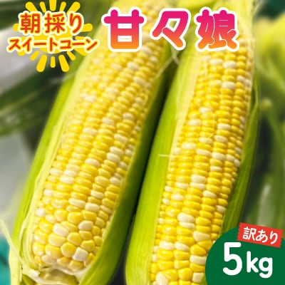 【2026年6月～7月順次発送】とうもろこし 約5kg 甘々娘(訳あり) 朝採り スイートコーン