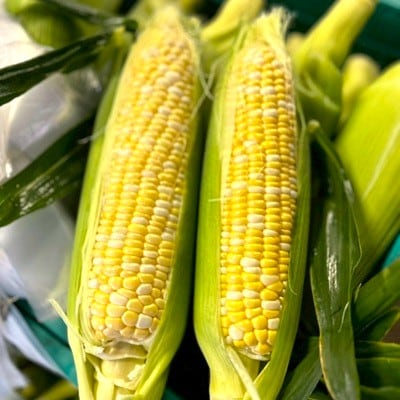 【2026年6月～7月順次発送】とうもろこし 約5kg 甘々娘(訳あり) 朝採り スイートコーン