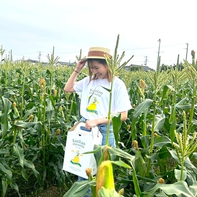 【2026年6月～7月順次発送】とうもろこし 約5kg 甘々娘(訳あり) 朝採り スイートコーン