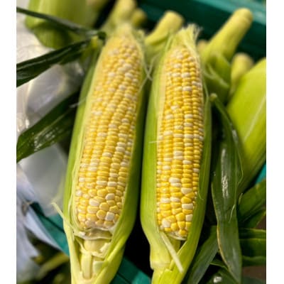【2026年6月～7月順次発送】とうもろこし 30本 甘々娘(A品) 朝採り スイートコーン