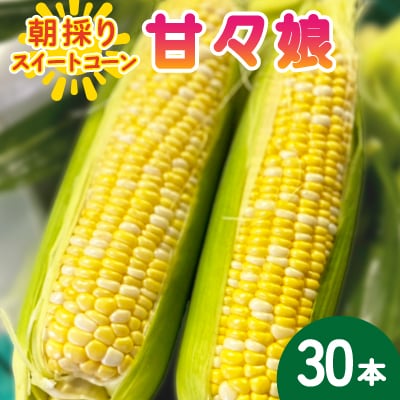 【2026年6月～7月順次発送】とうもろこし 30本 甘々娘(A品) 朝採り スイートコーン