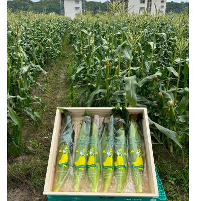 【2026年6月～7月順次発送】とうもろこし 30本 甘々娘(A品) 朝採り スイートコーン