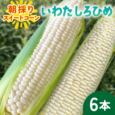 【2026年6月～7月順次発送】とうもろこし ホワイト 6本 A品 朝採り スイートコーン 雪の妖精