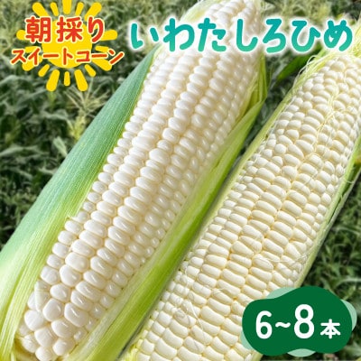 【2026年6月～7月順次発送】とうもろこし ホワイト 6本～8本 A品 朝採り スイートコーン