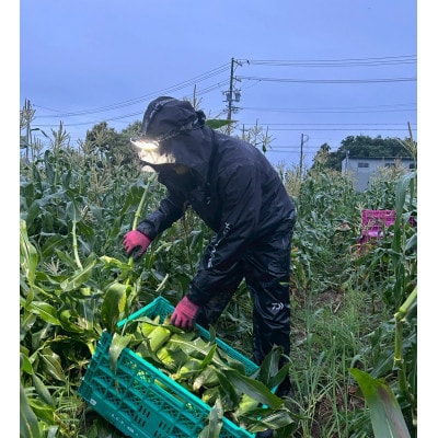 【2026年6月～7月順次発送】とうもろこし ホワイト 6本 A品 朝採り スイートコーン 雪の妖精