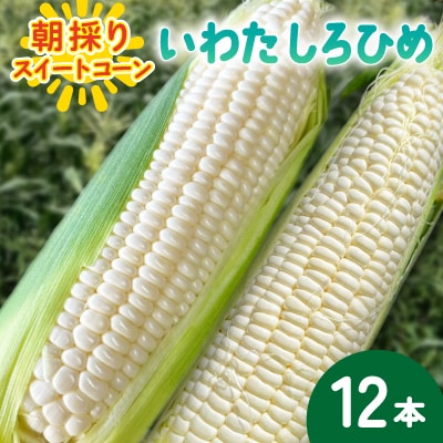 【2026年6月～7月順次発送】とうもろこし ホワイト 12本 A品 朝採り スイートコーン雪の妖精
