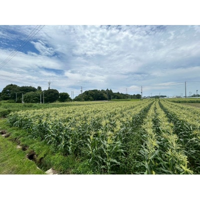 【2026年6月～7月順次発送】とうもろこし ホワイト 12本 A品 朝採り スイートコーン雪の妖精