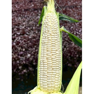 【2026年6月～7月順次発送】とうもろこし ホワイト 12本 A品 朝採り スイートコーン雪の妖精