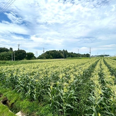 【2026年6月～7月順次発送】とうもろこし ホワイト 12本 A品 朝採り スイートコーン雪の妖精