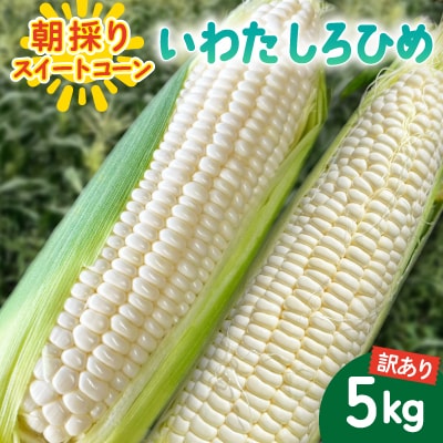 【2026年6月～7月順次発送】とうもろこし ホワイト 訳あり 5kg 朝採り スイートコーン
