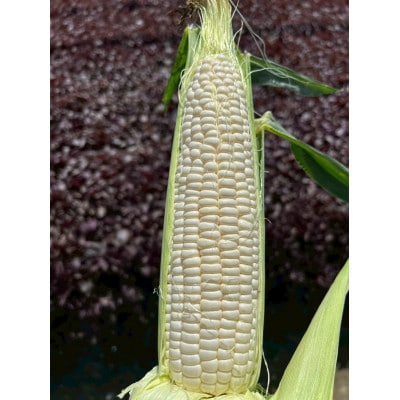 【2026年6月～7月順次発送】とうもろこし ホワイト 訳あり 5kg 朝採り スイートコーン