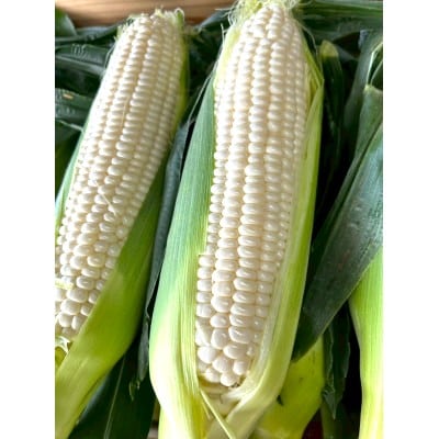 【2026年6月～7月順次発送】とうもろこし ホワイト 訳あり 5kg 朝採り スイートコーン