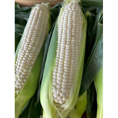 【2026年6月～7月順次発送】とうもろこし ホワイト 30本 A品 朝採りスイートコーン 雪の妖精