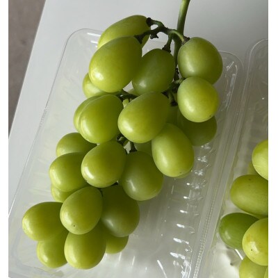 【2026年先行予約】シャインマスカット 2kg 2～5房 完熟 朝採り 静岡県産