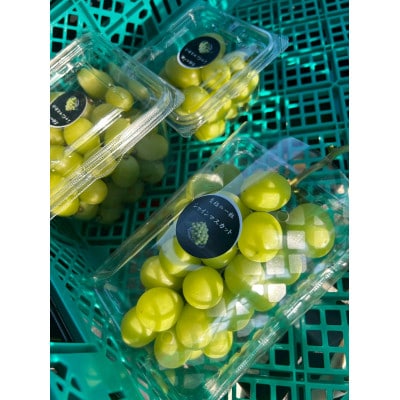 【2026年先行予約】シャインマスカット 2kg 2～5房 完熟 朝採り 静岡県産