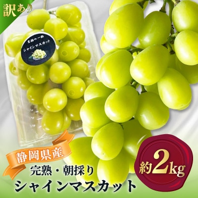 【2026年先行予約】 シャインマスカット 訳あり 約2kg 完熟 朝採り 静岡県産