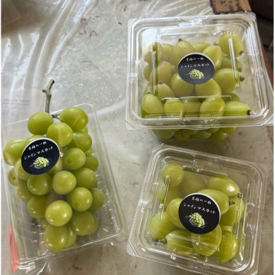 【2026年先行予約】 シャインマスカット 訳あり 約2kg 2房～5房 完熟 朝採り 静岡県産