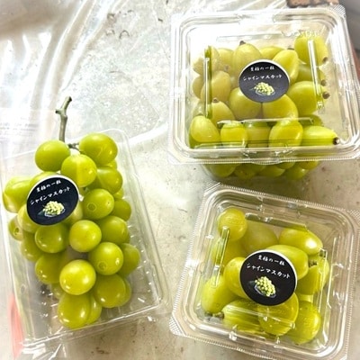 【2026年先行予約】 シャインマスカット 訳あり 約2kg 2房～5房 完熟 朝採り 静岡県産